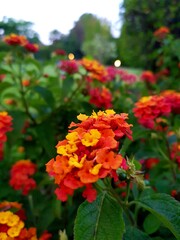 orange flowers in the garden