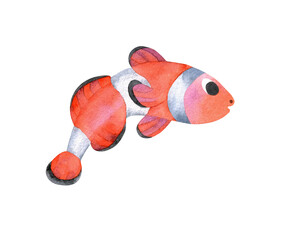 Hand-painted watercolor illustration of seafish - Clownfish or anemonefish. A single fish isolated on white background. Ocean day.