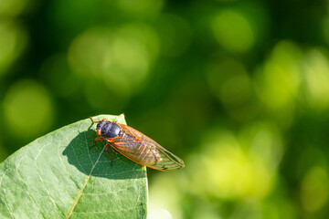 Brood-X Cicada on a leaf. Macro Close up. Green background. Short depth of field