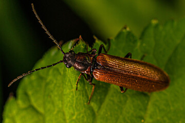 brown beetle