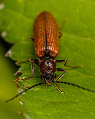 
brown beetle on the grass