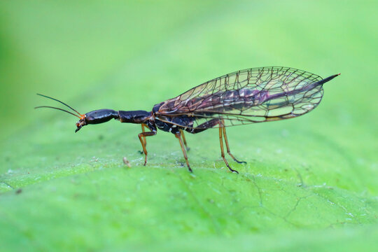 Closeup shot of a snakefly, xanthostigma xanthostigma on a green leaf
