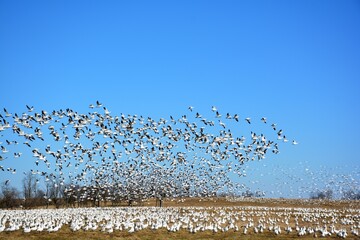Flock of white geese