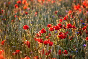 Red poppy flowers in the wheat field in sunset light, natural outdoor background