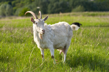 Dairy goat among the grass in the pasture. Selective focus.