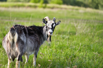 Obraz premium A dairy goat with a full udder in the grass in the pasture. Selective focus.
