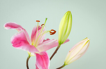 Fototapeta premium Pink lily flowers on rustic wooden background with copy space 