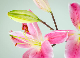 Pink lily flowers on rustic wooden background with copy space
