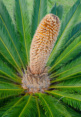 A male sago palm developing a pollen cone 
