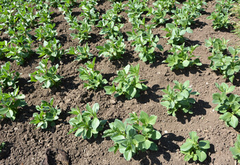 Horse bean (Vicia faba) grows in the soil
