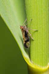 little Stenocranus planthopper on a stem of plant