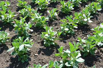 Horse bean (Vicia faba) grows in the soil