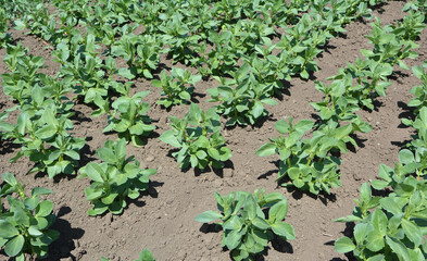 Horse bean (Vicia faba) grows in the soil