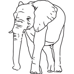 Hand Sketched, Hand Drawn Elephant Vector