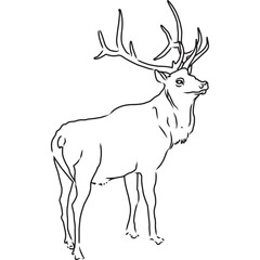 Hand Sketched, Hand Drawn Elk Vector