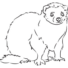 Hand Sketched, Hand Drawn Ferret Vector