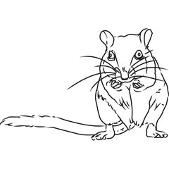 Hand Sketched, Hand Drawn Gerbil Vector - obrazy, fototapety, plakaty