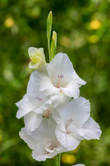 Gladiolus grandiflorus alba white big large flowers in bloom on tall stem, beautiful ornamental flowering bulbous plants - obrazy, fototapety, plakaty