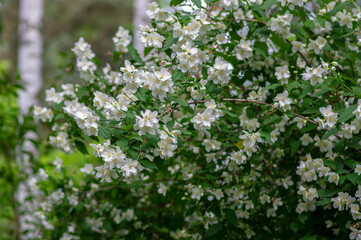 Philadelphus coronarius sweet mock-orange white flowers in bloom on shrub branches, flowering...