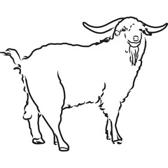 Hand Sketched, Hand Drawn Angora Goat Vector