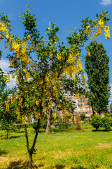 Fototapeta na wymiar Blooming yellow acacia tree (Caragana arborescens)