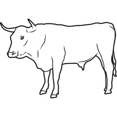 Hand Sketched, Hand Drawn Corriente Cow Vector
