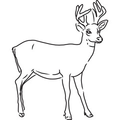 Hand Sketched, Hand Drawn Deer Vector