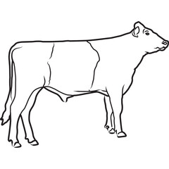 Hand Sketched, Hand Drawn Dutch Belted Cow Vector