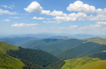 Fototapeta premium Dense forest on a grassy hills in mountains. Summertime landscape under blue sky with clouds. Borzhava ridge, Carpathians, Ukraine