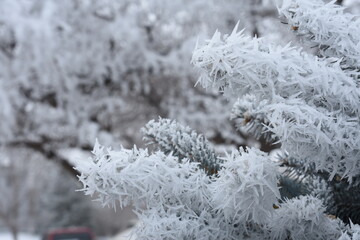 Branches Covered in Frost