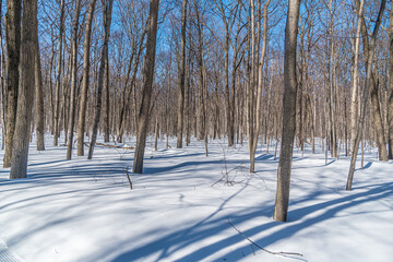 Forest in winter time