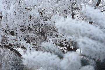 Branches Covered in Frost