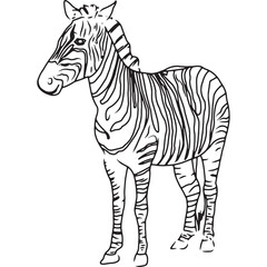 Hand Sketched, Hand Drawn Zebra Vector