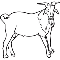 Hand Sketched, Hand Drawn Kiko Goat Vector