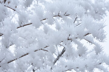 Branches Covered in Frost