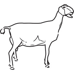 Hand Sketched, Hand Drawn Nubian Goat Vector