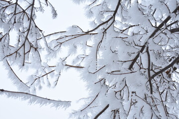Branches Covered in Frost