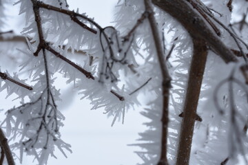 Branches Covered in Frost