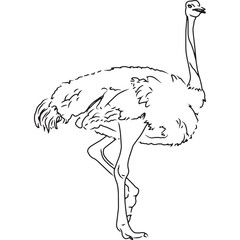 Hand Sketched, Hand Drawn Ostrich Vector