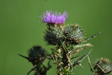 thistle flower in bloom