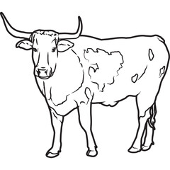 Hand Sketched, Hand Drawn Pineywoods Cow Vector