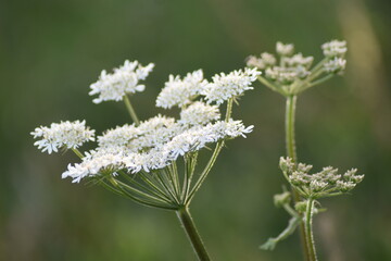 flowers in the field
