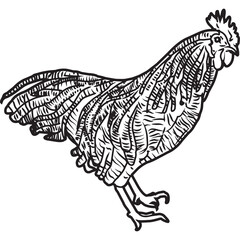 Hand Sketched, Hand Drawn Plymouth Rock Chicken Vector