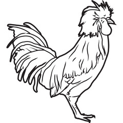Hand Sketched, Hand Drawn Polish Chicken Vector
