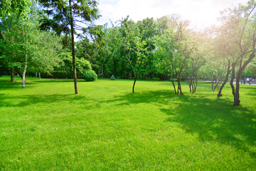 Perfect green lawn and trees in a city park.