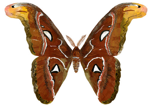 Illustration of brown butterfly with yellow on white background