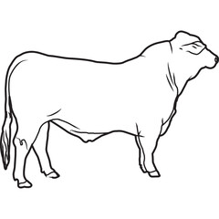 Hand Sketched, Hand Drawn Simbrah Cow Vector