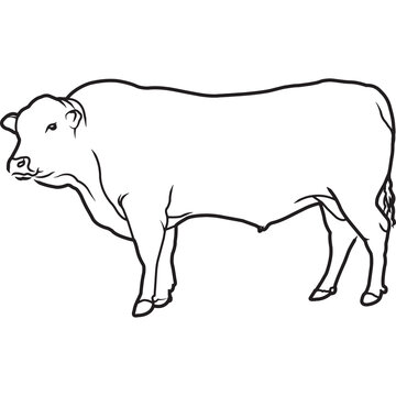 Hand Sketched, Hand Drawn Senapol Cow Vector