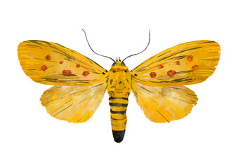 Illustration of yellow moth with orange spots on white background