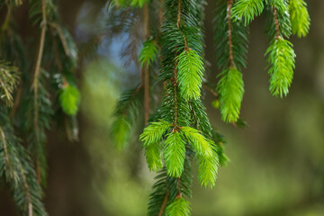 Sprouts of green twigs of a coniferous tree